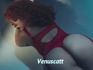 Venuscatt