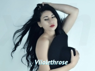 Viiolethrose